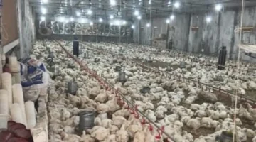 تحديث يومي.. سعر كيلو الفراخ في القليوبية 95 جنيهاً الأربعاء